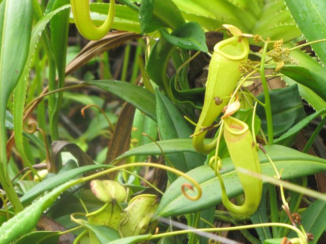 NEPENTHES AKANY NOFY PANGALANES